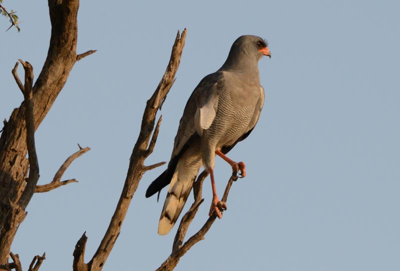 Pale Chanting Goshawk