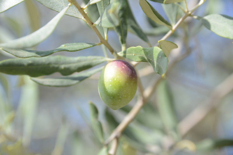 Olive