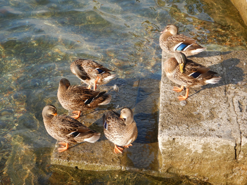 Lago d'Iseo