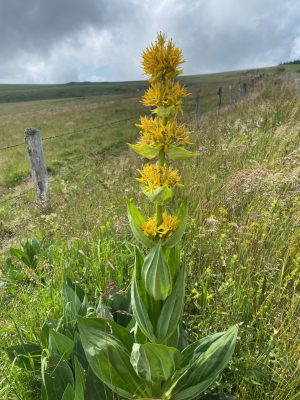 Gentiane Jaune