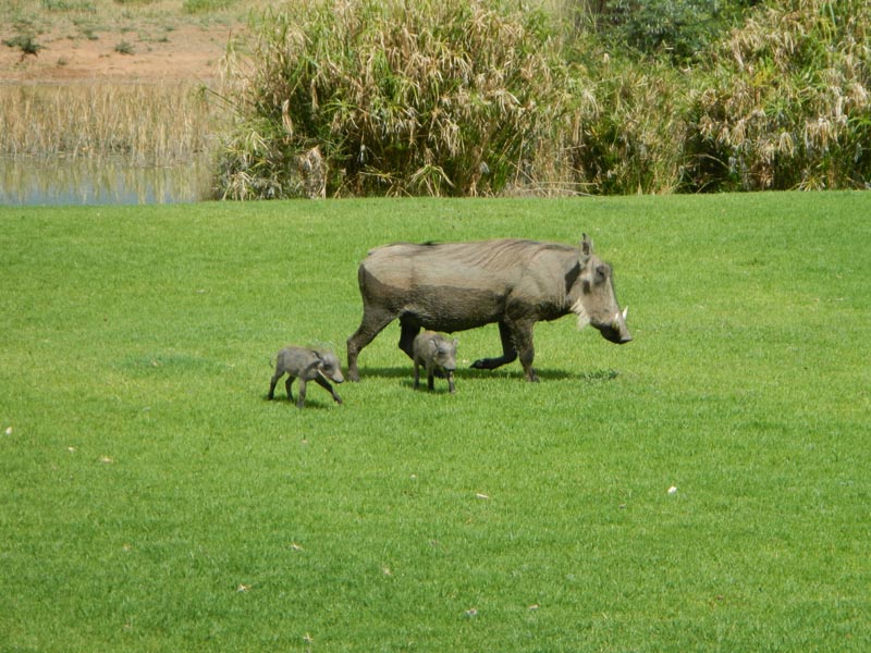 Warthog