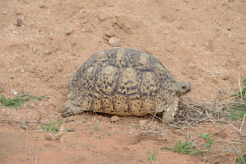 Leopard Tortoise