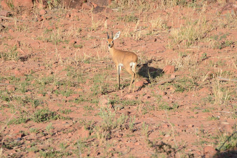 Steenbok