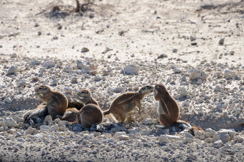 Ground Squirrel