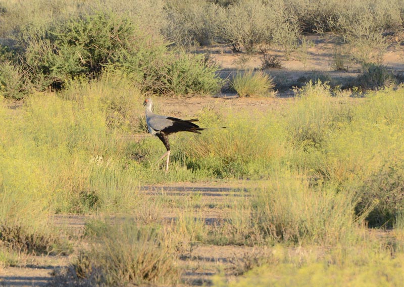 Sectretarybird