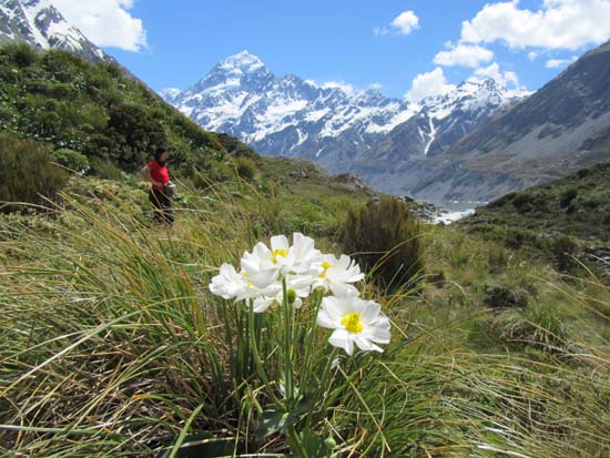 Mt.Cook