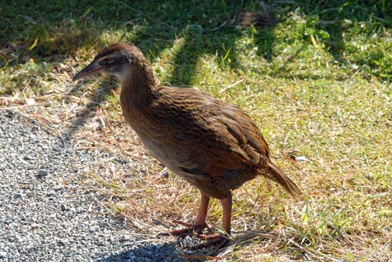 Weka