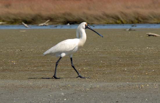 Spoonbill