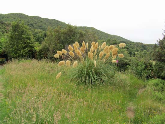 Tararua Forest Park