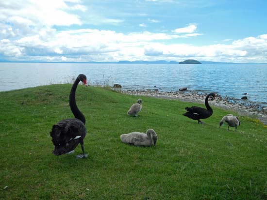 Lake Taupo