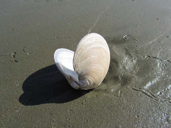 Orewa Beach
