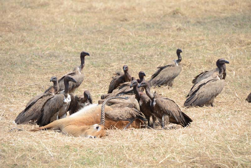 Cape Vulture
