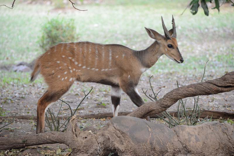 Bushbuck