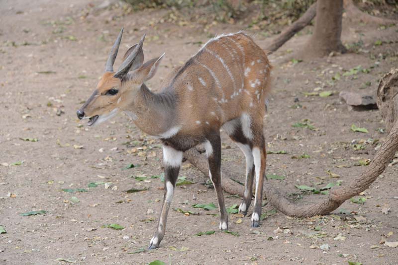 Bushbuck