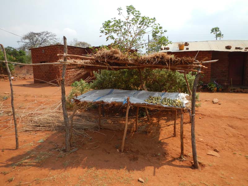 Zambia