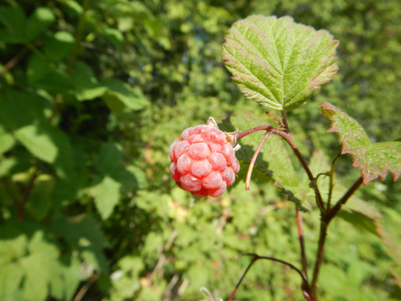 Himbeere