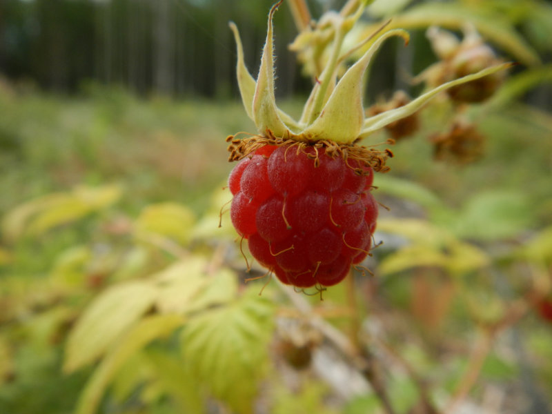 Himbeere