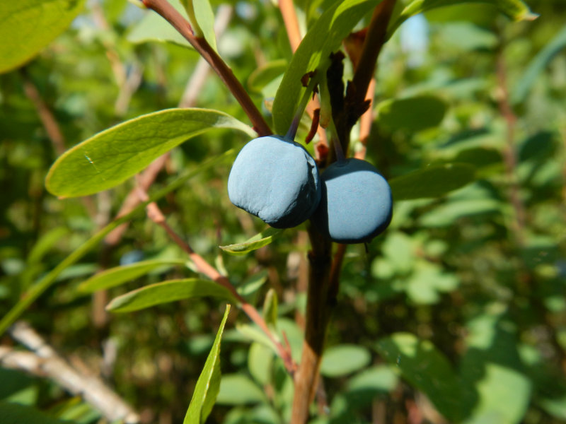 Moosbeeren