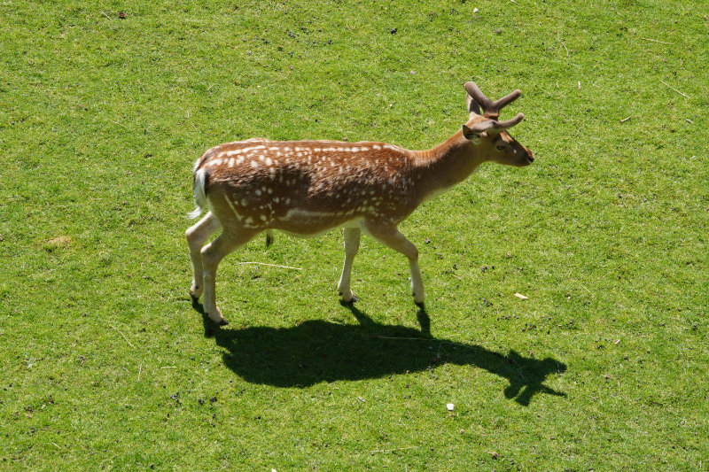 Dammhirsch