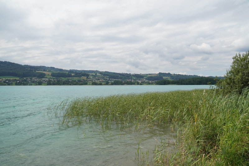 Hallwilersee