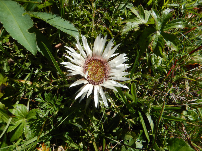 Silberdistel