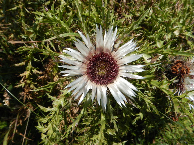 Silberdistel