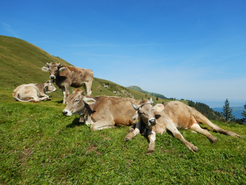 Rigi