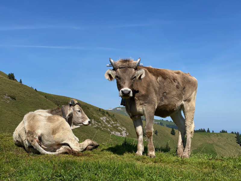 Rigi