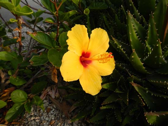 Hibiscus