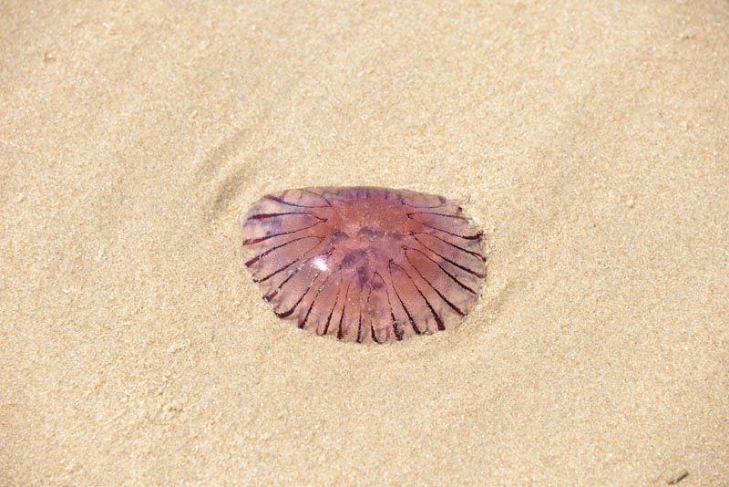 Jellyfish
