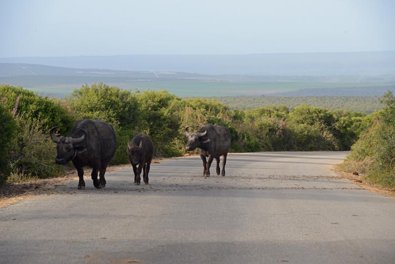 Addo Elephant NP