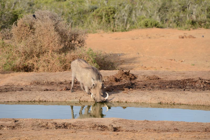 Warthog
