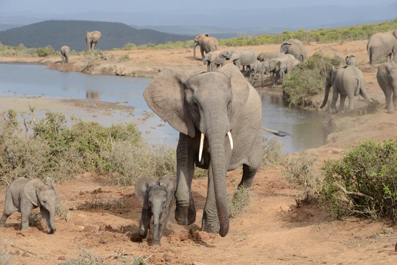 Elephant