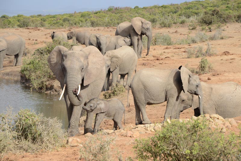 Elephant