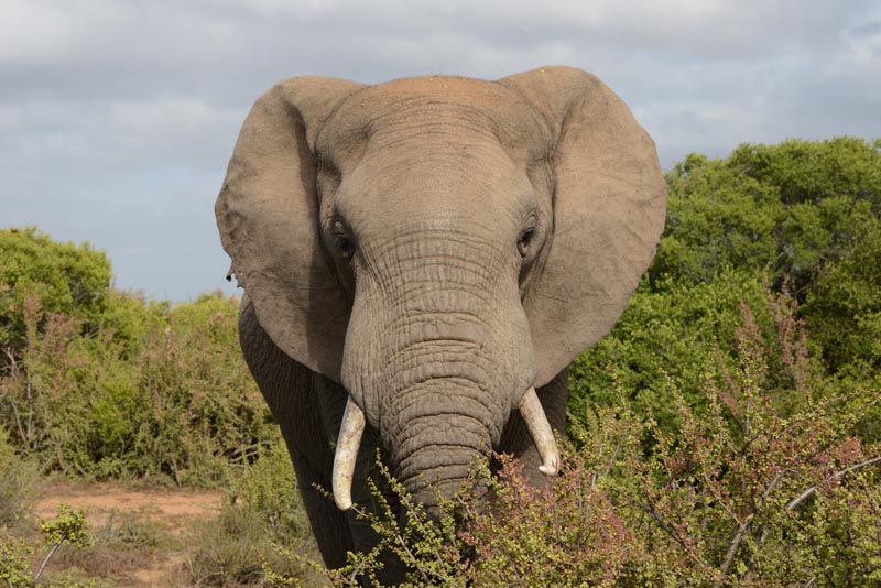 Elephant