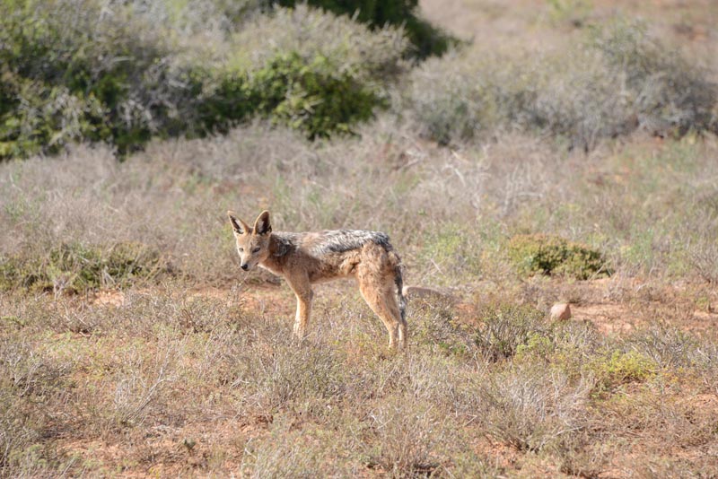 Black-backed Jackal