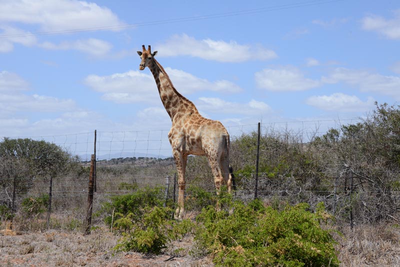 Giraffe