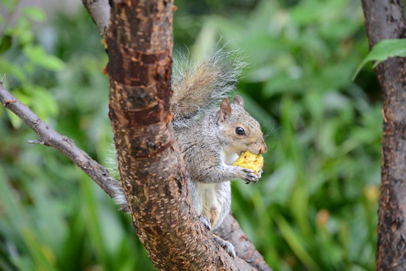 Grey Squirrel