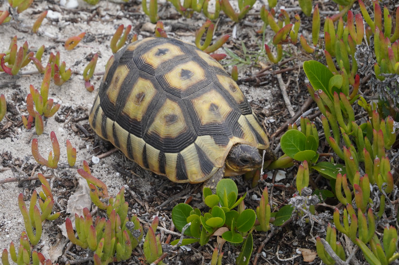 Cape Agulhas Cape Agulhas