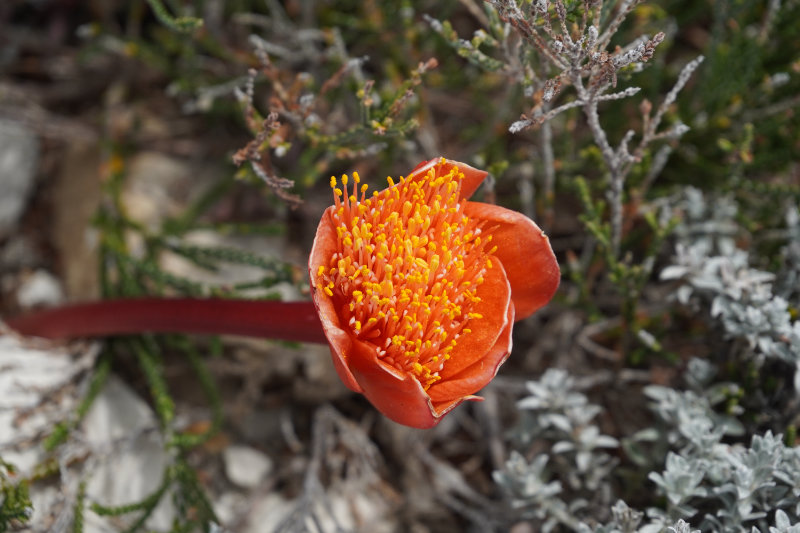 Cape Agulhas Cape Agulhas
