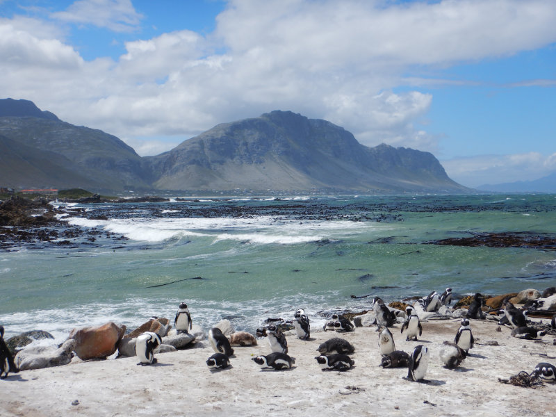 Stony Point Penguin Colony