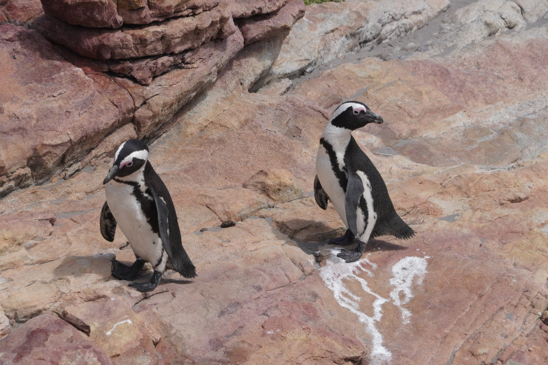 Stony Point Penguin Colony