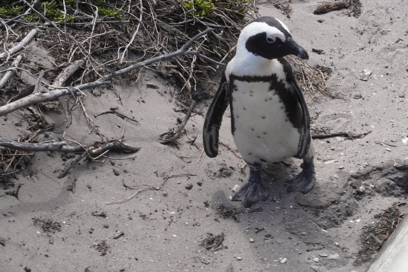 Stony Point Penguin Colony