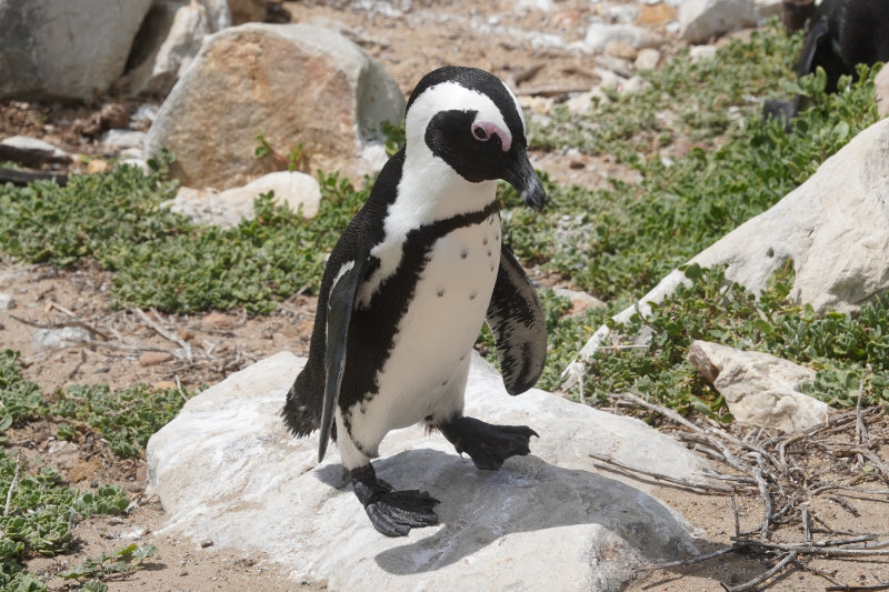 Stony Point Penguin Colony