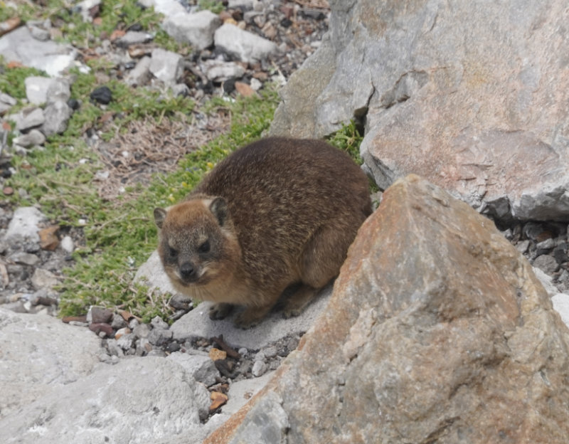 Rock Dassie