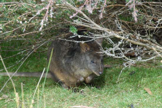 Pademelon