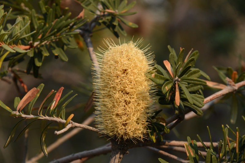 Banksia