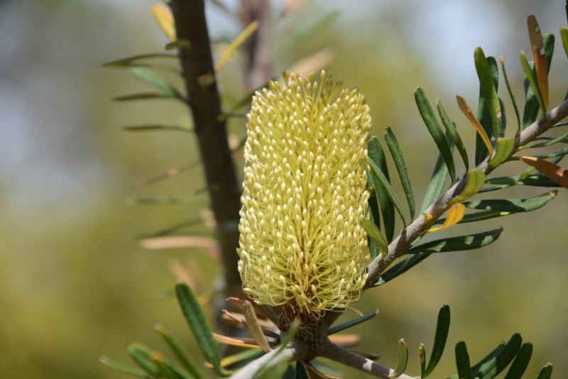 Banksia
