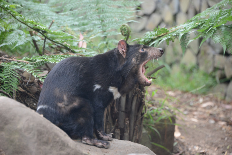Tasmanian Devil