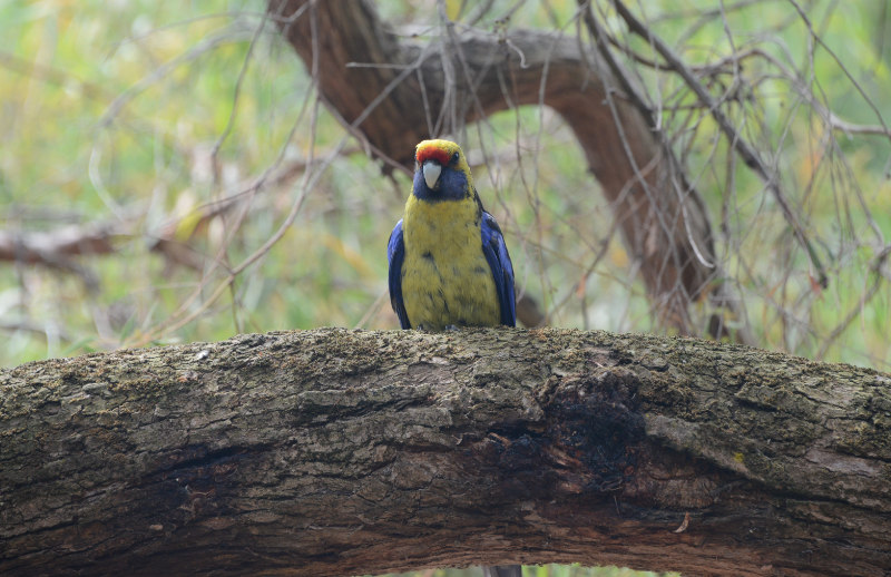Green Rosella